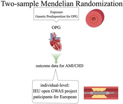 Causal effects for genetic variants of osteoprotegerin on the risk of acute myocardial infarction and coronary heart disease: A two-sample Mendelian randomization study